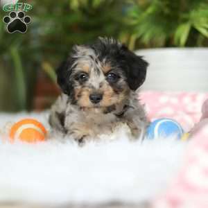 Jordan, Yorkie Poo Puppy